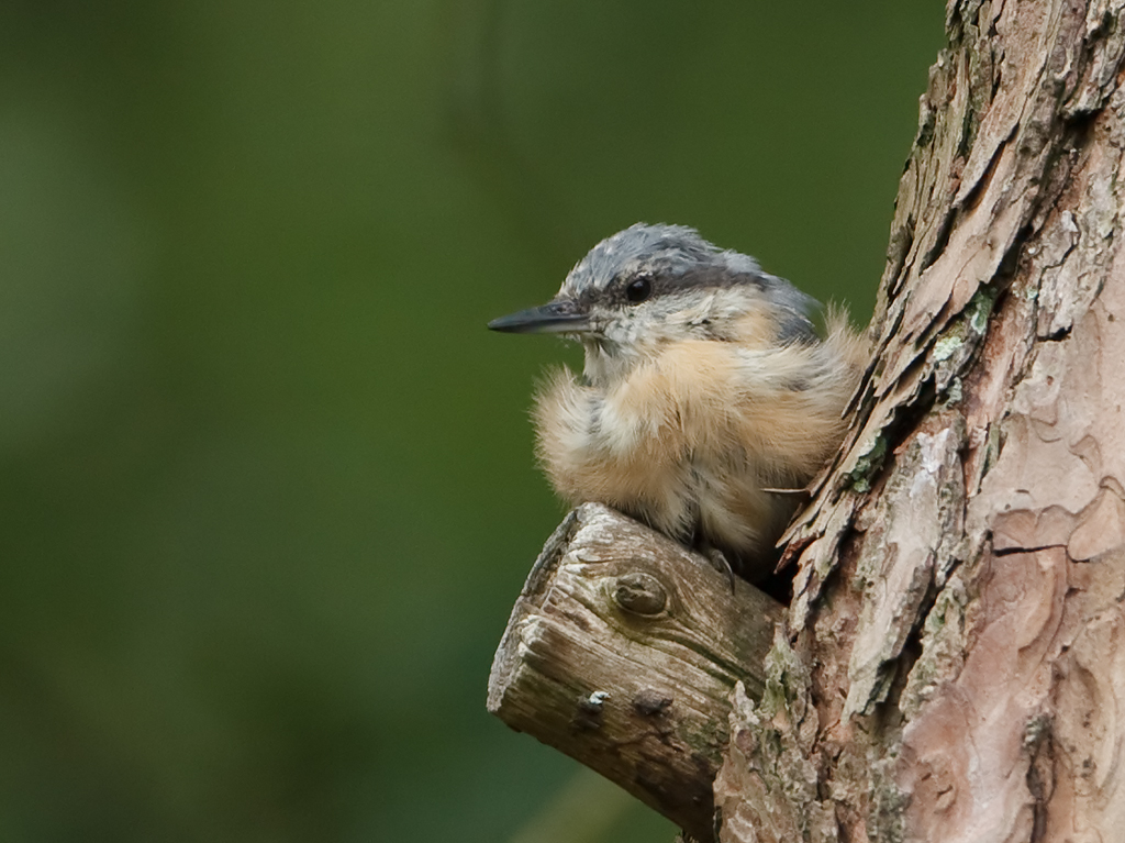 Sitta europaea European Nuthatch Boomklever